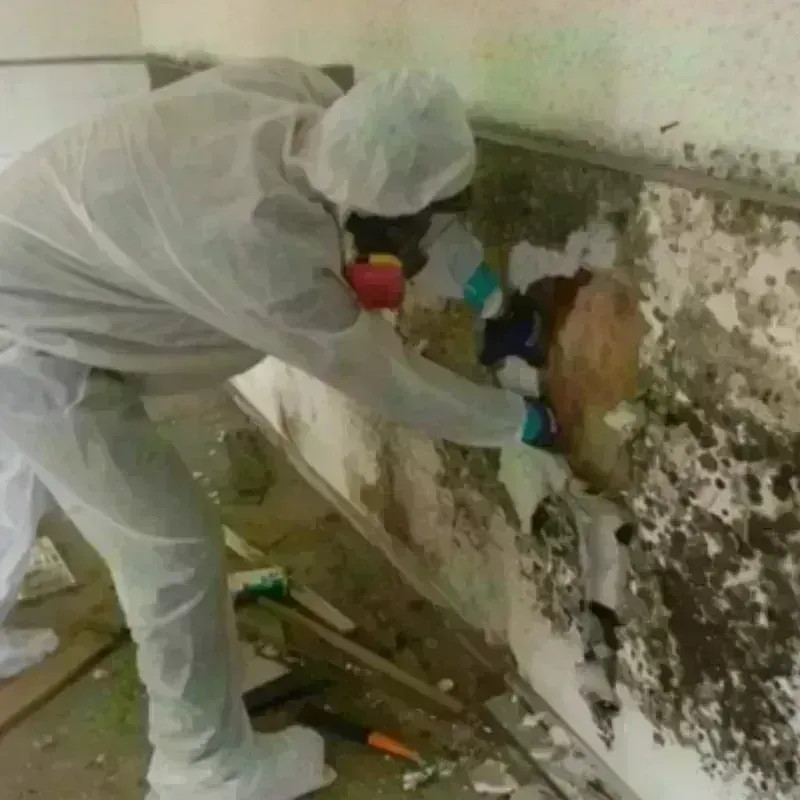 Mold Remediation and Removal in Silverton, OR